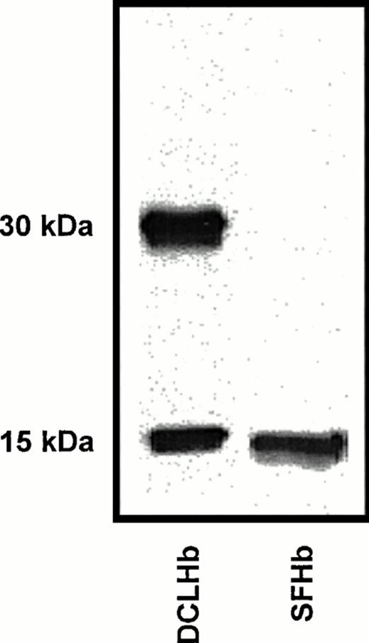 Fig. 2. Cross-reactivity of DCLHb antibodies to SFHb and DCLHb as assessed by Western blot. The concentrations of DCLHb and SFHb were 1 μg/mL. Monkey serum was diluted 1:100.