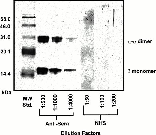 Fig. 5. Typical DCLHb antibody Western blot. One microgram of DCLHb was loaded on an SDS-PAGE gel.