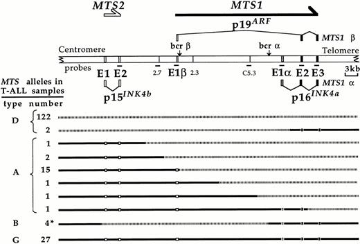 Fig. 2. (Top) Schematic representation of the MTS locus according to Cayuela et al.57 The transcripts initiated from the MTS2 promotor and from the two MTS1 promotors (MTS1α and MTS1β) are represented. Their protein products are indicated. The principal probes used for Southern blot analysis of the MTS locus configuration in T-ALL samples are shown. Horizontal arrows indicate the direction of transcription. (Bottom) Representation of 176 alleles with respect to the configuration of the locus. *, the configuration shown corresponds to the three cases in which the two breakpoints have been precisely localized (T39p, T117, and T127). In the last case (T106), the telomeric breakpoint has not been localized.