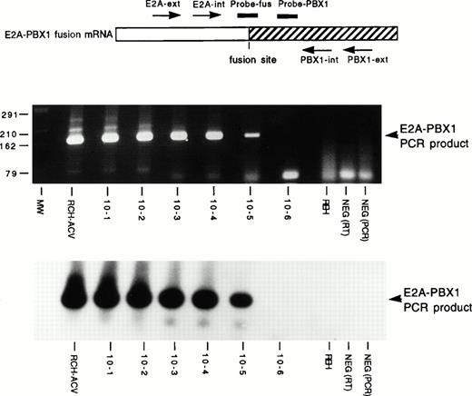 Fig. 1. Sensitivity of E2A-PBX1 PCR assay. TheE2A-PBX1 fusion mRNA and the relative location of amplification primers (arrows) and detection oligonucleotides (lines) are schematically depicted at the top. Below this are displayed a photograph of an ethidium bromide-stained agarose gel of nested PCR products and a Southern blot of this gel hybridized with radio-labeled Probe-fus oligonucleotide (identical results were seen with Probe-PBX1). Molecular size (MW) markers are indicated at left in base pairs. Samples include t(1;19)+ RCH-ACV and t(1;19)− REH pre-B ALL cell lines, serial 10-fold dilutions (10−1 to 10−6) of RCH-ACV RNA into REH RNA, and reverse transcriptase (RT) and PCR negative (NEG) controls.