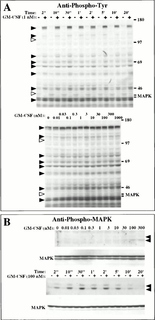 Fig. 3. GM-CSF signals for protein tyrosine phosphorylation in LNCaP cells. (A) Protein tyrosine phosphorylation. Cells were incubated in the absence (−) or in the presence (+) of 1 nmol/L GM-CSF from 2 seconds to 20 minutes at 37°C (upper panel), or with 0.01 nmol/L to 1 μmol/L GM-CSF for 2 minutes at 37°C (bottom panel). Tyrosine phosphoproteins were identified by immunoblotting with antiphosphotyrosine antibodies. Black and white arrowheads indicate proteins phosphorylated and dephosphorylated in response to GM-CSF, respectively. (B) Phosphorylation of MAP kinase. Cells were incubated with 10 pmol/L to 0.3 μmol/L GM-CSF for 1 minute at 37°C, or were incubated in the absence (−) or in the presence (+) of 100 nmol/L GM-CSF from 2 seconds to 20 minutes at 37°C. Phosphorylation of MAP kinase was assessed by immunoblotting with an antiphospho MAP kinase antibody. MAP kinase was identified with an anti-MAP kinase antibody. The arrowheads indicate the positions of the p42 and p44 MAP kinases.