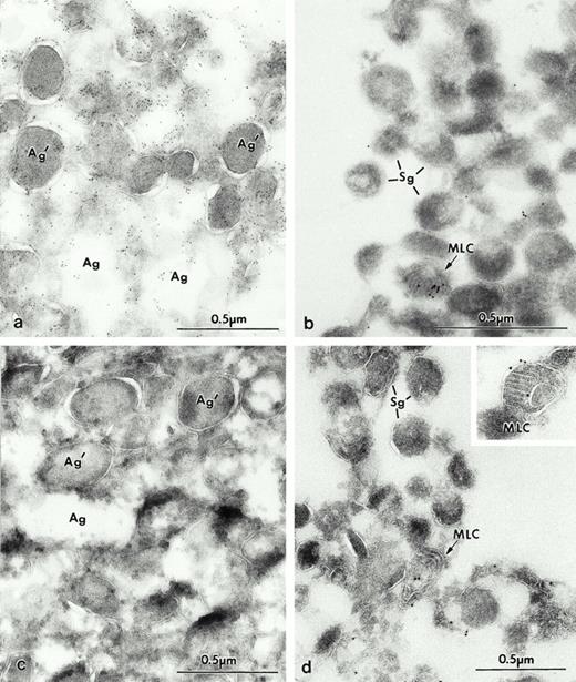 Fig. 2. Electron micrographs of frozen thin sections from fractions containing azurophil granules, section of fractions # 2 (a and c), and specific granules # 9 (b and d). (a) Frozen thin section of fraction #2, which is labeled for Man 6-P GP with biotinylated probe, and detected with streptavidin gold-10. Most of the organelles in fraction #2 appear to be azurophilic granules labeled for Man 6-P GP (Ag). Some of the granules have extracted contents (Ag), while others retain their content (Ag′). This variation in content preservation has been previously observed in intact cells. (b) Fraction #10 contained typical specific granules (Sg) negative for Man 6-P GP. Indeed, compared to (a), only a few gold particles were present, and they were in MLC (arrow) and rare granular structures. Fractions 2 (c) and 10 (d) were labeled for LAMP-2 with 10 nm gold. Fraction 2 consisted mostly of azurophilic granules (Ag and Ag′); these granules were devoid of immunoreactivity (c). Most of the organelles in fraction 10 appear to be specific granules (Sg), which are not labeled, whereas the gold labeling is present in MLC (arrows). Tissue preparation for figures of electron micrographs, except 8: Fractions or cells were fixed in 2% paraformaldehyde, 0.05% glutaraldehyde for 1 hour at 4°C embedded in sucrose, frozen and processed for ultrathin-cryosectioning. For Fig 8b and c: leukocytes were fixed in 4% paraformaldehyde-lysine, using the buffers of McLean and Nakane.35