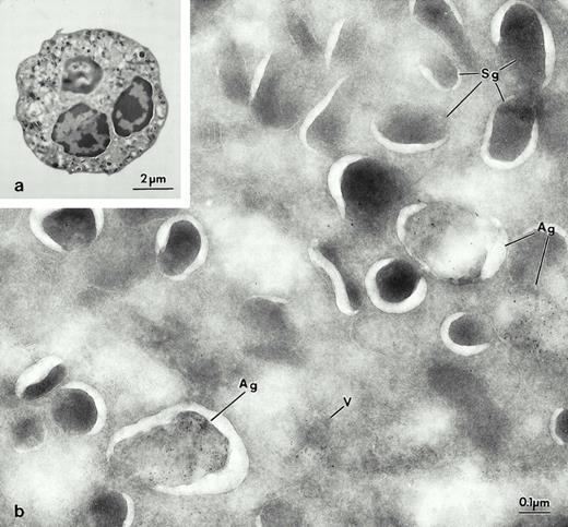 Fig. 4. Electron micrograph of frozen thin section of mature blood neutrophils (a), Man 6-P GP is detected with the sCI-MPR–biotinylated probe and visualized with streptavidin gold (5 nm). (b) High levels of Man 6-P GP are found within the Ag, and in vesicular structures (V) probably an MVB, but not in Sg.
