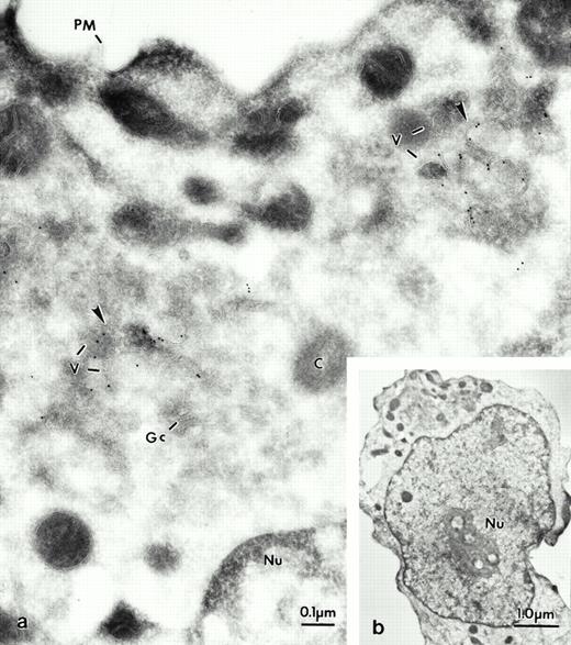 Fig. 5. Electron micrograph of a frozen thin section of an immature neutrophil labeled for LAMP-2, using the MoAb H4B4. At lower magnification the cell can be identified as a promyelocyte (see b). The Golgi region of this cell can be seen at higher magnification in a. Most of the gold grains are present in vesicular structures (arrows). The vesicles (v) are concentrated near the Golgi complex (Gc) and the centriole (C). Note the absence of label on the plasma membrane (PM). Nucleus (Nu).