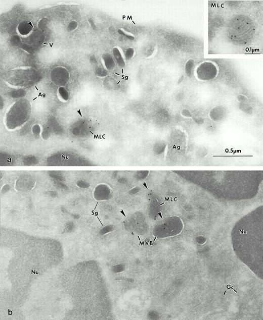 Fig. 6. Electron micrograph of a frozen thin section of myelocytes immunolabeled for LAMP-2. In (a), large vesicles (V) and the MLC are labeled with GAM-10 (arrowheads). Note the absence of labeling in large Ag as well as in the Sg and PM. In inset, higher magnification of another multilaminar compartment positive for LAMP-2. (b) Two organelles contain label (arrowheads). The typical MVB are labeled for LAMP-2 as is the MLC. The membranes of the small granules (Sg) are not labeled nor is the Gc. Nucleus (Nu).