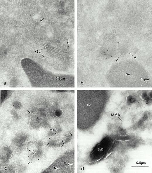 Fig. 7. Electron micrograph of frozen thin section of blood neutrophils labeled with LAMP-2. (a) LAMP-2 (arrows) is found in small vesicles around the Gc. (b) In larger vesicular structures (V). (c) LAMP-2 is present in this MLC, and in (d) the MVB. The Ag are stained for myeloperoxidase and appear dense. Nucleus (Nu).