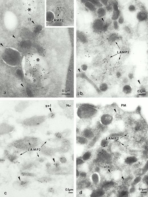 Fig. 8. Portions of human neutrophils with double labeling to identify various organelles. (a) Double labeling with sCI-MPR–biotinylated and Lactoferrin 1/1,000. The specific granules are characterized by the presence of lactoferrin (lf), with the small gold-5 nm, (arrowhead), which does not colocalize with the Man 6-P GP, as visualized with streptavidin 10 nm (*) inside the azurophilic granules. Inset: the multilaminar compartment is double labeled for the Man 6-P GP, as observed with streptavidin 10 nm (*), and LAMP-2, gold-5 nm, (arrow). (b) Double labeling with LAMP-2 (arrows). Portions of human neutrophils, which demonstrate that LAMP-2 is localized in membranes of vesicular structures, and do not colocalize with lf, the marker for specific granules. The large gold (GAM-10) labels the location of LAMP-2 in vesicles (arrows), whereas the small gold (GAR-5), (arrowheads) detects lf. (c) LAMP-2 (GAM-5), (arrows) and gelatinase (gel), (GAR-10), (arrowheads) do not colocalize either. (d) Albumin (alb) (GAR-5), (arrowheads) is found in different vesicular structures from LAMP-2 (GAM-10), (arrows).