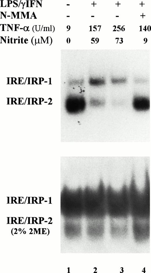 Fig. 2. Time course of IRP activity in cytokine-treated macrophage J774 cells. J774 cells were left untreated (lane 1) or treated for 4 (lane 2) or 24 hours (lanes 3,4) with cytokines (100 U/mL IFN-γ plus 1 μg/mL LPS); where indicated, the iNOS inhibitor NMMA (0.1 mmol/L) was also present (lane 4). A total of 2 μg protein of cytoplasmic extracts was analyzed for IRE-binding activity by RNA gel retardation assay with excess 32P-labeled probe containing IRE sequences in the absence (upper panel) or presence (lower panel) of 2% 2-mercaptoethanol. TNF-α and nitrite production was assayed in the culture medium as described in the legend to Fig 1.