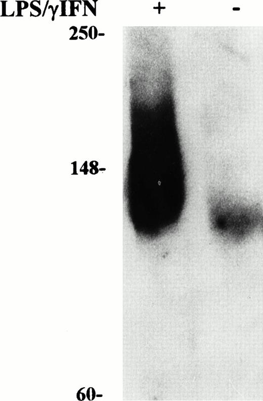 Fig. 3. Western blot analysis of iNOS content in cytokine-treated macrophage J774 cells. Cytoplasmic extracts were prepared from murine J774 macrophages untreated and treated with IFN-γ/LPS for 24 hours as described in Fig 1. Equal amounts (50 μg) of denatured proteins were electrophoresed in an SDS 10% polyacrylamide gel, electroblotted to filters, and incubated with anti-iNOS antibody (1:1,000 dilution) followed by secondary antibody as described in Materials and Methods. Bands were visualized by chemiluminescence. Migration of molecular mass markers (myosin, phosphorylase B, and glutamic dehydrogenase, 250, 148, and 60 kD, respectively), loaded on the same gel, is shown on the left. The results shown are representative of six separate experiments.