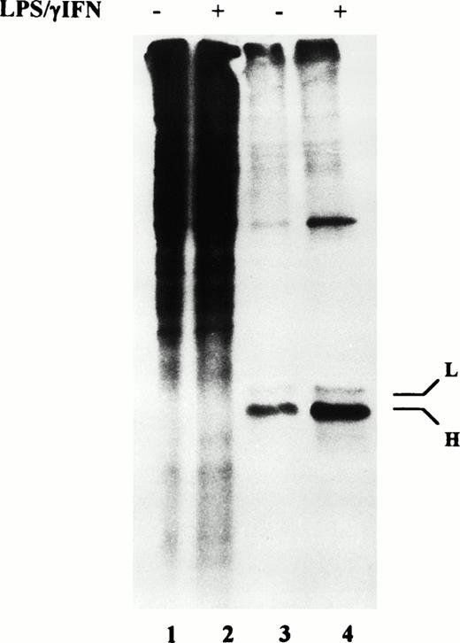 Fig. 5. Ferritin synthesis by cytokine-treated macrophage J774 cells. J774 cells untreated or treated with IFN-γ/LPS for 24 hours were incubated in the presence of 35S methionine plus cysteine (TRAN35S-LABEL) for 2 hours. Equal amounts of labeled proteins were then immunoprecipitated with antibodies against recombinant mouse H and L ferritin subunits (lanes 3 and 4); an aliquot of the supernatants containing total proteins was also loaded on the gel (lanes 1 and 2). Total proteins and immunoprecipitated ferritin chains were separated on 15% SDS/polyacrylamide gels and visualized by fluorography. The results shown are representative of four separate experiments.
