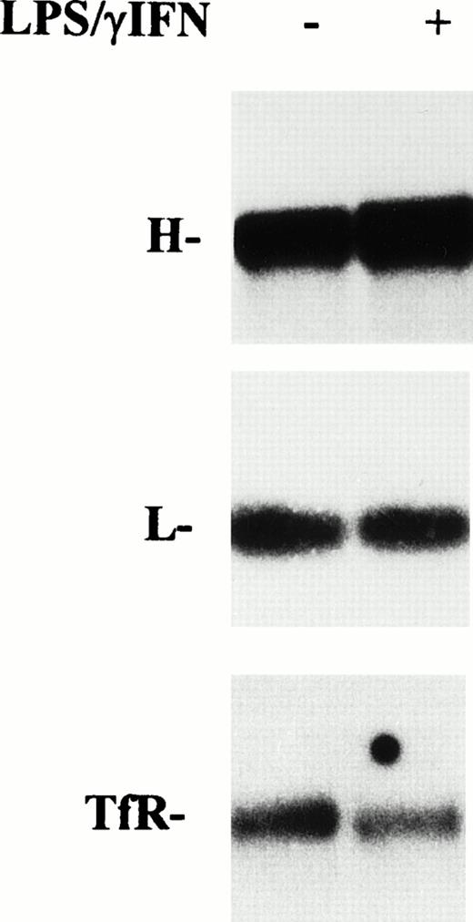 Fig. 6. Effect of cytokine treatment on ferritin and transferrin receptor mRNA levels in macrophage J774 cells. Total RNA isolated from J774 cells untreated or treated with IFN-γ/LPS for 24 hours as indicated was run in denaturing agarose gels, transferred to filters, and hybridized with 32P-labeled DNA probes for H and L ferritin subunits and TfR as described in Materials and Methods. The autoradiograms shown are representative of four separate experiments.