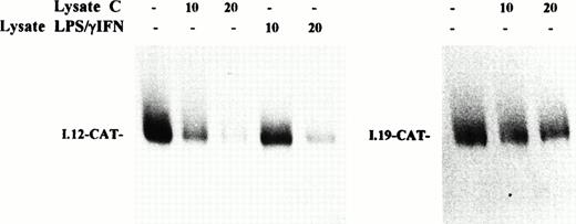 Fig. 7. Effect of cytokine treatment on translational repression activity of IRP in macrophage J774 cells. I-12.CAT (left panel) and I-19.CAT (right panel) mRNA, containing, respectively, the wild-type or mutated ferritin IRE sequence upstream of the CAT open reading frame, were translated in wheat germ extract in the presence of35S methionine. The effect on translational activity of the addition of increasing amounts of lysate (10 to 20 μg protein) from J774 cells untreated (lysate C) or treated with IFN-γ/LPS for 24 hours (lysate IFN-γ/LPS) was evaluated. Translation products were separated on 10% SDS/polyacrylamide gels and visualized by fluorography. The fluorogram shown is typical of four separate experiments.