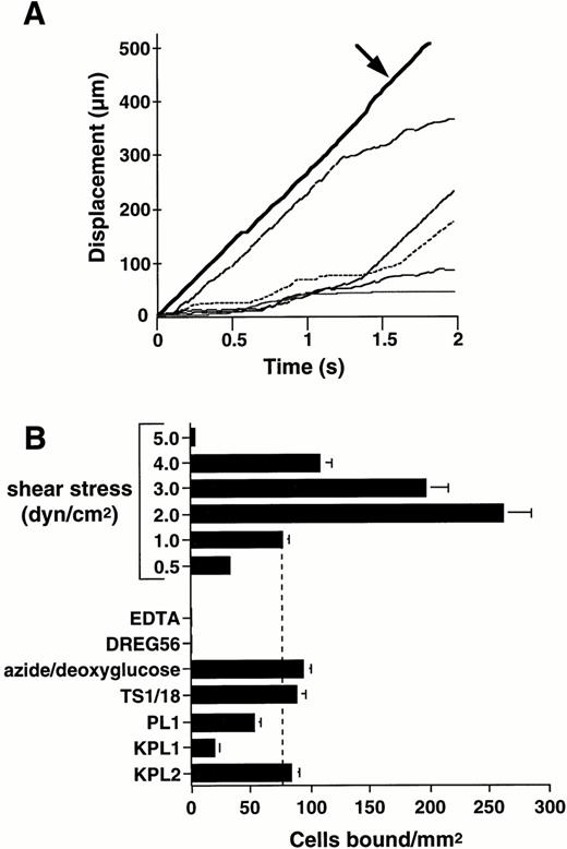 Fig. 1. Human neutrophils roll on immobilized L-selectin under flow conditions. Human neutrophils (1 × 106/mL) were infused through a parallel plate flow chamber in which dilutions of human purified L-selectin (1:5; 170 sites/μm2) were adsorbed to the lower wall. (A) Displacement as a function of time for neutrophils rolling on L-selectin under a continuous wall shear stress (1 dyne/cm2). Tracings represent positions of five independent cells measured at 0.03-second intervals. Bold solid line (arrow) represents the tracking of a noninteracting neutrophil traveling at critical velocity near the wall of the flow chamber. (B) Neutrophil attachment to purified L-selectin under continuous flow conditions is shear stress-dependent. Adhesion to L-selectin was specific based on inhibition of neutrophil attachment after inclusion of EDTA (5 mmol/L) in the perfusion media and treatment of the adsorbed L-selectin substrate with L-selectin MoAb, DREG56 (10 μg/mL). Metabolic inhibition with 0.06% azide and 50 mmol/L 2-deoxy-D-glucose for 30 minutes at room temperature or incubation of neutrophils with CD18 MoAb, TS1/18 (10 μg/mL), did not block attachment to L-selectin. Treatment of neutrophils with PSGL-1 MoAbs PL1 (Fab fragments) (10 μg/mL) or KPL1 (10 μg/mL), but not KPL2 ascites (1:500), partially inhibited attachment to L-selectin. Mean ± SEM of bound cells/mm2 in multiple fields from two to four independent experiments.