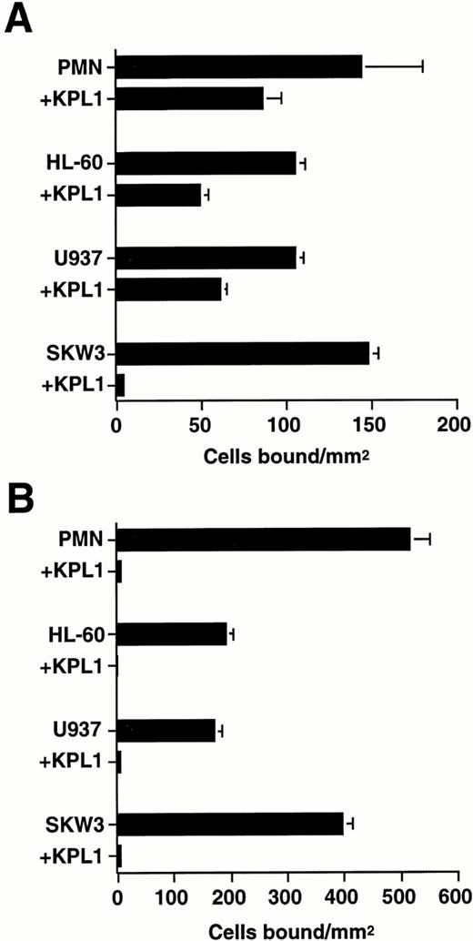 Fig. 2. Effect of PSGL-1 MoAb on human neutrophil and leukemia cell line rolling on L-selectin and P-selectin. Neutrophils (1 × 106/mL) and the leukemia cell lines HL-60, U937, and SKW3 (0.5 × 106/mL) were treated with either MoAb KPL1 (10 μg/mL) or KPL1 ascites (1:500) and allowed to bind to purified L-selectin (1:5; 170 sites/μm2) (A) or P-selectin (1:60; 270 sites/μm2) (B) under static conditions for 90 seconds, followed by initiation of flow at a wall shear stress of 1 dyne/cm2. Mean ± SEM of bound cells/mm2 in multiple fields from three independent experiments.