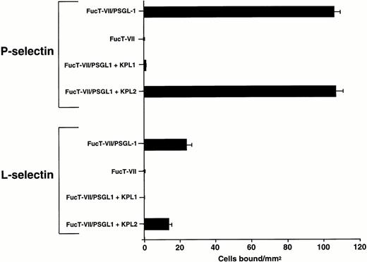 Fig. 4. FucT-VII/PSGL-1 transfectants roll on L-selectin. K562-FucT-VII and K562-FucT-VII/PSGL-1 transfectants (0.5 × 106/mL) were infused through a parallel plate flow chamber at a wall shear stress of 1 dyne/cm2 in which purified human L-selectin (1:5; 170 sites/μm2) or P-selectin (1:60; 270 sites/μm2) were adsorbed to the lower wall of the chamber. Nontransfected K562 cells did not bind to L-selectin or P-selectin. Mean ± SEM of bound cells/mm2 in multiple fields from three independent experiments.