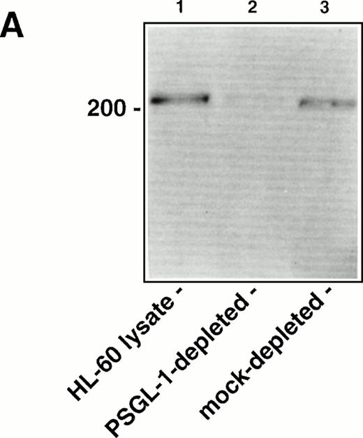 Fig. 6. Immunodepletion of PSGL-1 from the WGA affinity purified HL-60 lysate inhibits binding of P-selectin transfectants, but not L-selectin transfectants. (A) Western blot analysis showing immunodepletion of PSGL-1 from the HL-60 lysate. Lane 1: intact WGA-purified HL-60 lysate (220 to 250-kD band corresponding to PSGL-1); lane 2: lysate after immunodepletion with KPL1/protein G-Sepharose; lane 3: lysate after mock immunodepletion (incubation with protein G-Sepharose alone). PSGL-1 was detected by probing the blot with KPL1 ascites (1:2,500), followed by HRP-conjugated goat anti-mouse IgG and development using enhanced chemiluminescence. (B) Adhesion of 300.19 P-selectin or 300.19 L-selectin transfectants (1 × 106/mL) to PSGL-1–depleted HL-60 lysates under flow conditions (0.64 dyne/cm2) after immunodepletion of PSGL-1. Mean ± SD of bound cells/mm2 in multiple fields from two independent experiments.