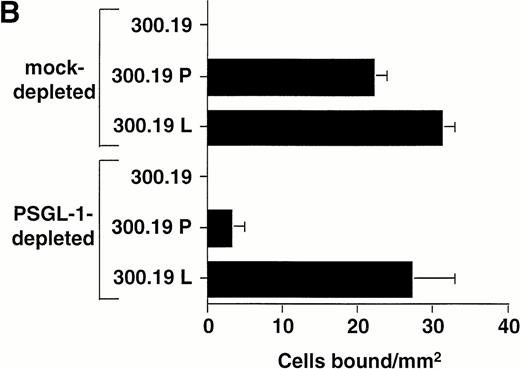 Fig. 6. Immunodepletion of PSGL-1 from the WGA affinity purified HL-60 lysate inhibits binding of P-selectin transfectants, but not L-selectin transfectants. (A) Western blot analysis showing immunodepletion of PSGL-1 from the HL-60 lysate. Lane 1: intact WGA-purified HL-60 lysate (220 to 250-kD band corresponding to PSGL-1); lane 2: lysate after immunodepletion with KPL1/protein G-Sepharose; lane 3: lysate after mock immunodepletion (incubation with protein G-Sepharose alone). PSGL-1 was detected by probing the blot with KPL1 ascites (1:2,500), followed by HRP-conjugated goat anti-mouse IgG and development using enhanced chemiluminescence. (B) Adhesion of 300.19 P-selectin or 300.19 L-selectin transfectants (1 × 106/mL) to PSGL-1–depleted HL-60 lysates under flow conditions (0.64 dyne/cm2) after immunodepletion of PSGL-1. Mean ± SD of bound cells/mm2 in multiple fields from two independent experiments.