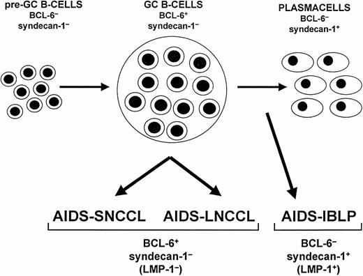 Fig. 5. Model of systemic AIDS-NHL histogenesis. The proposed model is based on the expression pattern of BCL-6 and CD138/syndecan-1 (syn-1) throughout physiologic B-cell differentiation. B cells within the germinal center (GC) display the BCL-6+/syn-1− phenotype, whereas B cells that have exited the GC and have undergone further maturation toward the plasma cell stage exhibit the BCL-6−/syn-1+ phenotype. On these bases, systemic AIDS-NHL displaying the BCL-6+/syn-1− phenotype, ie, AIDS-SNCCL and AIDS-LNCCL, are postulated to originate from GC B cells. Conversely, systemic AIDS-NHL displaying the BCL-6−/syn-1+ phenotype, ie, AIDS-IBLP, are postulated to derive from preterminally differentiated B cells. In the case of AIDS-NHL infected by EBV, the BCL-6−/syn-1+ phenotype is permissive for expression of the EBV encoded LMP-1 antigen. Conversely, LMP-1 expression is consistently absent among AIDS-NHL displaying the BCL-6+/syn-1− phenotype.