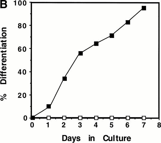 Fig. 1. Induction of WT1 expression during LIF-induced macrophage differentiation of M1 cells. M1 cells were cultured in the presence or absence of LIF (1 ng/mL) for the indicated timepoints and assessed for: (A) expression of WT1,c-fms, and β-actin as determined by RT-PCR analysis of total RNA extracted from the cells (or from newborn murine kidney as a positive control), with the size and position of the ◊X174/HaeIII molecular weight markers indicated to the left of the gels; and (B) morphological differentiation as determined by Leishman's staining of cytospin preparations of the cells and scoring the proportion of blast cells to cells at intermediate monocytic and mature macrophage stages. (▪), M1 +LIF; (□), M1−LIF.