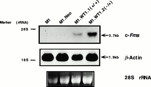 Fig. 4. Expression of c-fms and Mac-1 cell surface myelomonocytic markers in M1.WT1 +KTS cells. (A) Northern blotting of total RNA followed by hybridization with probes to c-fms and β-actin, with the 28S rRNA band shown below to illustrate equal loading of the samples on the gel, and the position of the 28S and 18S rRNA bands indicated to the left of the autoradiographs. (B) Flow cytometric analysis using a biotinylated antibody specific for Mac-1 followed by fluorescent detection with a streptavidin-FITC secondary conjugate, with control cells stained with secondary conjugate alone. (- - -), Control; (—), Mac-1.