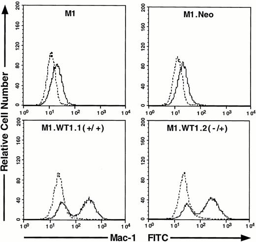 Fig. 4. Expression of c-fms and Mac-1 cell surface myelomonocytic markers in M1.WT1 +KTS cells. (A) Northern blotting of total RNA followed by hybridization with probes to c-fms and β-actin, with the 28S rRNA band shown below to illustrate equal loading of the samples on the gel, and the position of the 28S and 18S rRNA bands indicated to the left of the autoradiographs. (B) Flow cytometric analysis using a biotinylated antibody specific for Mac-1 followed by fluorescent detection with a streptavidin-FITC secondary conjugate, with control cells stained with secondary conjugate alone. (- - -), Control; (—), Mac-1.