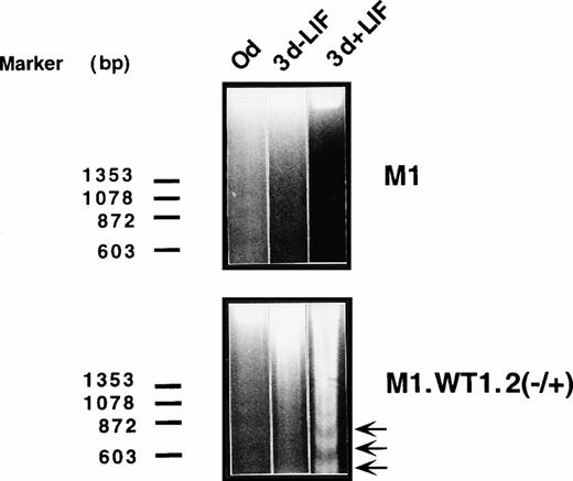 Fig. 6. Exposure of M1.WT1 +KTS cells to LIF results in the rapid onset of apoptotic cell death. M1 cell populations were cultured in the presence or absence of LIF (1 ng/mL) for the indicated timepoints and assessed for chromosomal DNA fragmentation by electrophoresis of the extracted DNA on 2% agarose gels, with the size and position of the ◊X174/HaeIII molecular weight markers indicated to the left of the gels.