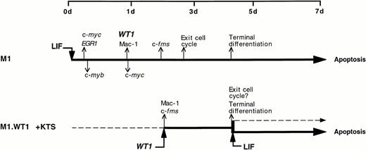 Fig. 7. A schematic representation of the program of LIF-induced M1 cell differentiation (adapted and reprinted with permission from Selvakumaran et al)38 compared with that of M1.WT1 +KTS cells, showing the upregulation or downregulation of key genes involved in the cascade of events which mediate terminal differentiation associated with growth suppression and induction of apoptosis.