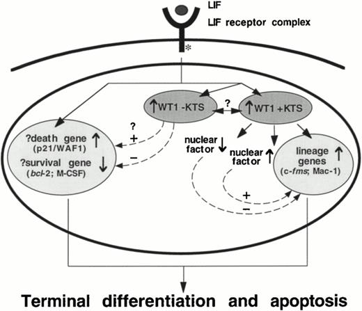 Fig. 8. A schematic representation of events in the M1 cell nucleus which stem from the LIF receptor complex, highlighting the involvement of WT1 +KTS isoforms in the direct, or indirect, regulation of lineage-specific genes, and the suggestion of a separate LIF-induced pathway of programmed cell death. The role of WT1 −KTS isoforms in this pathway, and the potential for interactions between ±KTS isoforms of WT1, is unclear.