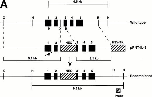 Fig. 1. Generation of IL-3–deficient mice. (A) Structure of IL-3 targeting vector and disrupted IL-3 gene. The 600-bp probe indicated identifies the 6.5-kb wild-type and 9.5-kb targeted fragments afterHindIII digestion as shown. X, Xba I; H,HindIII; B, BamHI; R, EcoRT. (B) Genotype of mutant animals. Tail DNA was digested with HindIII and probed as above. Molecular sizes are indicated on the left (in kilobases).