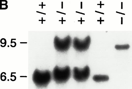 Fig. 1. Generation of IL-3–deficient mice. (A) Structure of IL-3 targeting vector and disrupted IL-3 gene. The 600-bp probe indicated identifies the 6.5-kb wild-type and 9.5-kb targeted fragments afterHindIII digestion as shown. X, Xba I; H,HindIII; B, BamHI; R, EcoRT. (B) Genotype of mutant animals. Tail DNA was digested with HindIII and probed as above. Molecular sizes are indicated on the left (in kilobases).
