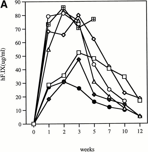 Fig. 2. Time course of plasma concentration of hF.IX in hemophilia B mice following intravenous injection of 1011particles Ad-F.IX. Plasma samples were collected at the indicated time points and hF.IX levels determined by ELISA. Each point is an average of duplicate measurements. (A) C57B1/6 hemophilic mice and 1 normal littermate (no. 7). (B) CD-1 hemophilic mice and 1 normal littermate (no. 7). In both cases the normal littermate was treated with the same dose of vector. (□), 1; (◊), 2; (○), 3; (▵), 4; (⊞), 5; (⧫), 6; (•), 7.