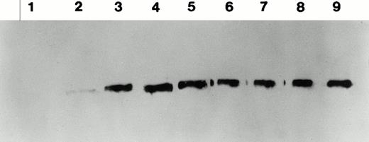 Fig. 4. Total and neutralizing antibodies to human F.IX in hemophilic CD-1 mice. Plasma samples were evaluated by (A) ELISA, (B) Western blot, and (C) Bethesda assay at indicated time points. (A) Plates were coated with purified plasma–derived hF.IX, plasma samples from treated mice were applied, and rabbit anti-mouse IgG conjugated with horseradish peroxidase served as a detection antibody. Each result represents duplicate measurements from a single animal. (B) Lanes 1 through 6 represent an immunoblot time course on a single animal, weeks 0, 1, 2, 3, 5, and 7, respectively, after Ad-F.IX injection. Lanes 7 through 9 represent three additional CD-1 hemophilic mice at week 2 postinjection. (C) The presence of antibodies that interfere with coagulation was assessed by the Bethesda assay and reported as Bethesda units. A time course in four representative animals is shown. (▧), 1; (▧), 2; (▩), 3; (▩), 4; (▩), 5; (▪), 6.