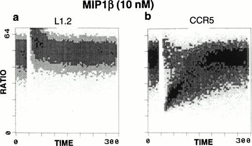 Fig. 1. Calcium mobilization in response to MIP1β stimuli. Ca2+ flux was performed in (a) untransfected L1.2 or (b) CCR5-transfected L1.2 cells in the presence or absence of chemokine treatment. Treatment of CCR5-L1.2 cells with 10 nmol/L MIP1β resulted in an increase in Ca2+ flux. No response was observed in the untransfected L1.2 cells.