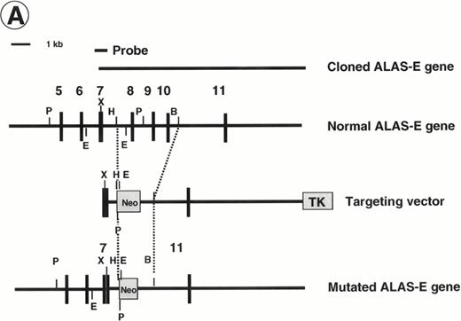 Fig. 1. Disruption of the ALAS-E gene in mouse ES cells. (A) Strategy for ALAS-E gene targeting. A phage clone encoding a part of mouse ALAS-E gene was cloned independently in our laboratory and is shown in the upper side of (A) along with the normal mouse ALAS-E gene. A probe used for Southern blotting in (B) is also shown. Maps of the targeting construct and the predicted structure of the targeted ALAS-E allele are shown in the lower lines of (A). (B) Southern blot analysis of ES clones. A linearized construct was electroporated into J1 and CCE cells and 20 mg of genomic DNA was isolated from clones selected in the presence of Neomycin and Gancyclovir. The DNA samples were digested with Pst I or EcoRI and examined by Southern blot analysis. 6.8-kb and 4.6-kb bands detected after digestion withPst I represent the wild-type and the disrupted allele, respectively, while 2.8-kb and 2.1-kb bands detected after digestion with EcoRI represent the wild-type and the disrupted allele, respectively. DNA samples are from wild-type CCE cells (lane 1), ALAS-E(-) J1 cells (lane 2), or ALAS-E(-) CCE cells (lane 3). (C) Heme content in differentiating EBs. Heme content of EBs of day 6, 8, and 10 was determined fluorometrically33 using 1 × 105 cells, which were dissociated from EBs into single cells by incubation in a collagenase solution. Data are the mean of three separate experiments.