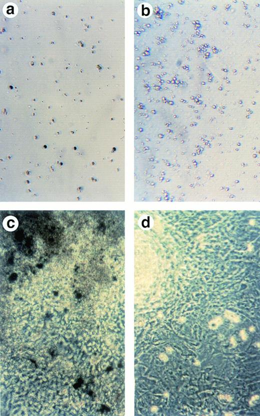 Fig. 2. Lack of ALAS-E affects erythroid differentiation of ES cells at late stage. EBs formed from the wild-type (a) and ALAS-E(-) mutant ES cells (b) were dissociated with collagenase and stained with benzidine. Note the presence of dark blue cells in the wild-type EBs, which are positive to the benzidine staining. The wild-type (c) and mutant ES cells (d) were also cocultured with OP9 stroma cells and colonies formed were stained with benzidine. Hematopoietic cells obtained from the two-step coculture culture system with OP9 cells were then analyzed. The expression of TER119 was analyzed by FACS. Comparable numbers of TER119-positive cells were floated from ALAS-E(-) mutant ES cell culture (f) as does from the wild ES cell culture (e). However, no benzidine staining-positive cells were observed in the hematopoietic cells from the mutant ES cells (h), while a number of benzidine-positive cells were observed in the floating hematopoietic cells from the wild-type ES cells (g).