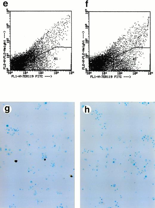 Fig. 2. Lack of ALAS-E affects erythroid differentiation of ES cells at late stage. EBs formed from the wild-type (a) and ALAS-E(-) mutant ES cells (b) were dissociated with collagenase and stained with benzidine. Note the presence of dark blue cells in the wild-type EBs, which are positive to the benzidine staining. The wild-type (c) and mutant ES cells (d) were also cocultured with OP9 stroma cells and colonies formed were stained with benzidine. Hematopoietic cells obtained from the two-step coculture culture system with OP9 cells were then analyzed. The expression of TER119 was analyzed by FACS. Comparable numbers of TER119-positive cells were floated from ALAS-E(-) mutant ES cell culture (f) as does from the wild ES cell culture (e). However, no benzidine staining-positive cells were observed in the hematopoietic cells from the mutant ES cells (h), while a number of benzidine-positive cells were observed in the floating hematopoietic cells from the wild-type ES cells (g).