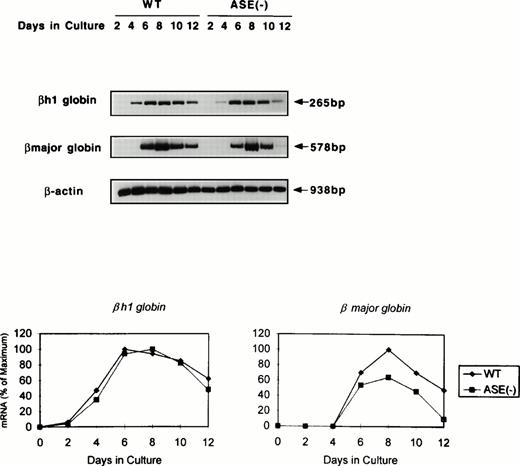 Fig. 4. Expression of globin mRNAs in differentiating EBs. The levels of mRNAs coding for βh1 and β-major globin were examined by RT-PCR. RNA samples were obtained from day 2 through day 12 EBs in culture. The top panel shows the photograph, while the bottom panel is a graphic presentation of the data.