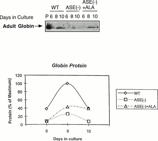 Fig. 5. Expression of adult globin protein in differentiating EBs. Adult globin proteins were analyzed by Western blot analysis. Proteins were isolated from EBs of day 6, 8, and 10 in culture. Immunoquantitation was performed using a rabbit antimouse hemoglobin serum and a goat antirabbit-IgG coupled with horseradish peroxidase in an ECL assay system. In the top panel, lane P shows the analysis protein sample from DMSO-treated MEL cells as a positive control, lanes WT show the analysis of proteins from wild-type EBs in culture of day 6, 8, and 10. Lanes ASE(-) show the analysis of proteins from ALAS-E(-) EBs in culture of day 6, 8, and 10 and lanes ASE (-) + ALA show the analysis of proteins from ALAS-E(-) EBs in culture with the addition of ALA of day 6, 8, and 10. The bottom panel is a graphic presentation of the data.