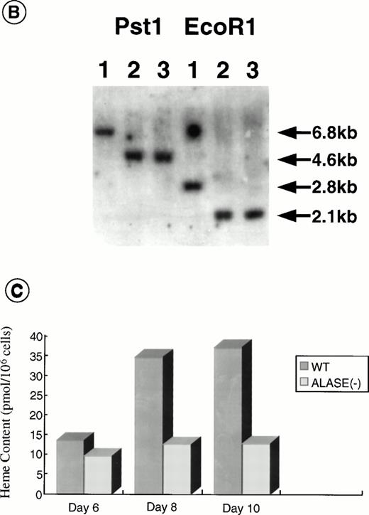 Fig. 1. Disruption of the ALAS-E gene in mouse ES cells. (A) Strategy for ALAS-E gene targeting. A phage clone encoding a part of mouse ALAS-E gene was cloned independently in our laboratory and is shown in the upper side of (A) along with the normal mouse ALAS-E gene. A probe used for Southern blotting in (B) is also shown. Maps of the targeting construct and the predicted structure of the targeted ALAS-E allele are shown in the lower lines of (A). (B) Southern blot analysis of ES clones. A linearized construct was electroporated into J1 and CCE cells and 20 mg of genomic DNA was isolated from clones selected in the presence of Neomycin and Gancyclovir. The DNA samples were digested with Pst I or EcoRI and examined by Southern blot analysis. 6.8-kb and 4.6-kb bands detected after digestion withPst I represent the wild-type and the disrupted allele, respectively, while 2.8-kb and 2.1-kb bands detected after digestion with EcoRI represent the wild-type and the disrupted allele, respectively. DNA samples are from wild-type CCE cells (lane 1), ALAS-E(-) J1 cells (lane 2), or ALAS-E(-) CCE cells (lane 3). (C) Heme content in differentiating EBs. Heme content of EBs of day 6, 8, and 10 was determined fluorometrically33 using 1 × 105 cells, which were dissociated from EBs into single cells by incubation in a collagenase solution. Data are the mean of three separate experiments.