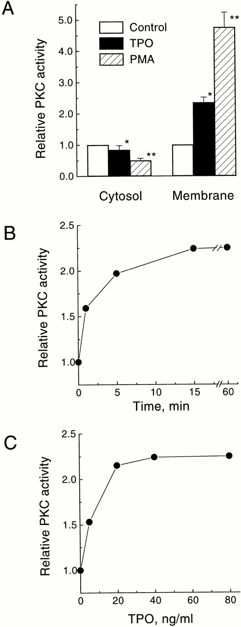 Fig. 1. Stimulation of PKC translocation by TPO in UT-7/mpl 5.1 cells. (A) Effect of TPO or PMA on the subcellular distribution of total PKC activity. Quiescent cells were treated for 15 minutes with 40 ng/mL TPO or 50 nmol/L PMA and then PKC activity was measured in the membrane and cytosolic fractions. Values represent the mean ± SD of four independent experiments. (□), control; (▪), TPO; (▨), PMA. *P < .05, **P < .01. (B) Time course of TPO-induced increase in membrane-associated PKC activity. Cells were treated with 40 ng/mL TPO for the indicated times and then PKC activity was measured in the membrane fraction. (C) Dose response for the increase in membrane-associated PKC activity induced by TPO. Cells were treated with the indicated concentrations of TPO for 15 minutes and then PKC activity was measured in the membrane fraction. PKC activity is expressed relative to the level present in unstimulated cells incubated in parallel. All other experimental details were as described in Materials and Methods.