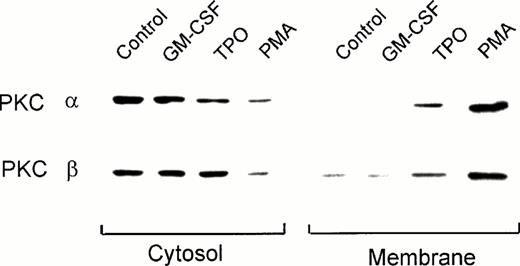 Fig. 2. Effect of TPO on the subcellular localization of PKC-α and -β isoforms as detected by immunoblotting. Quiescent UT-7/mpl 5.1 cells were treated for 15 minutes with 40 ng/mL TPO, 2 ng/mL GM-CSF or 50 nmol/L PMA as indicated. Cytosolic and membrane fractions were prepared from each sample and aliquots equivalent to 5 × 105 cells in case of the membrane fraction, or half that amount in case of the cytosolic fraction, were analyzed by immunoblotting using MoAbs against the indicated PKC isoforms, as described in Materials and Methods.