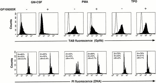 Fig. 6. Lack of inhibition of the TPO-induced differentiation response by GF109203X. UT-7/mpl 1101C cells were incubated for 4 days with either 2 ng/mL GM-CSF (left), 2 ng/mL GM-CSF + 10 nmol/L PMA TPO (center), or with 10 nmol/L TPO (right), in the absence or presence of 3 μmol/L GF109203X. GpIIb expression and DNA content were analyzed by flow cytometry as described in Materials and Methods. In the top panels the open traces correspond to the fluorescence distributions of samples stained with a control IgG1, and the filled traces correspond to parallel samples stained with the MoAb Tab.