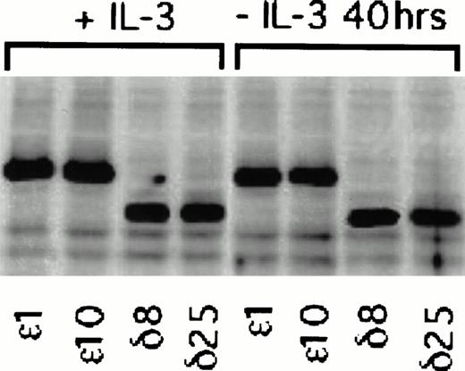 Fig. 3. Effect of IL-3 deprivation on PKC overexpression in and δ TF-1 transfectants. Cell lines overexpressing PKC or PKCδ were grown in the absence or presence of IL-3 (10 ng/mL) for 40 hours. At the end of incubation, lysates were prepared and equal amounts of protein were analyzed by electrophoresis in the same polyacrylamide gel. Immunoblot analysis was performed with an isoform specific polyclonal antibody that recognized the 12 amino acid epitope. Thus both PKC and PKCδ with the epitope tag could be detected in the same immunoblot. Relative levels of and δ overexpression were directly compared in the immunoblot by digitizing the immunoblot image and analyzing with the 1D Gel Scan program (Scanalytics).