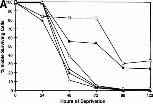 Fig. 4. Survival of vector and PKC TF-1 cell transfectants after IL-3 deprivation. Cells were deprived of IL-3 for increasing periods of time and cell viability was determined by vital dye exclusion and enumeration of viable cells by light microscopy. (A) Transfectants represented are vector (▴-▴, ▵▵), PKC1 (□-□), PKC10 (▪-▪), PKCδ8 (○-○), and PKCδ25 (•-•). The percentage of viable cells is expressed in relation to the viable cell count at the beginning of the experiment. The experiment was repeated three times with similar results each time. (B) Photomicrographs of representative transfectants after 72 hours in the presence (+) or absence (-) of IL-3.