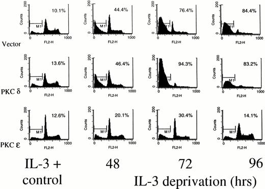Fig. 5. Determination of cell cycle distribution of representative TF-1 transfectants in the presence or absence of IL-3. Cells were stained with propidium iodide at the indicated times and analyzed for cell cycle distribution by flow cytometry. The 2N and 4N DNA containing cells are in the 400 and 800 fluorescence channels, respectively. The percentage of cells with subdiploid DNA content is indicated in each panel. Similar profiles were obtained from the PKC1 and PKCδ8 transfectants. For all cell lines, 104 cells were counted for each analysis, and the experiments were performed twice with similar results each time.