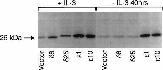 Fig. 6. The bcl-2 protein content of TF-1 transfectants. Cell lysates were prepared from vector or PKC isoform overexpressing cells grown in the presence of IL-3 (+IL-3) or deprived of IL-3 (-IL-3) for 40 hours. Proteins in cell lysates were separated by electrophoresis in 16% SDS polyacrylamide gel and analyzed by immunoblotting using an antihuman bcl-2 murine monoclonal antibody obtained from Santa Cruz Biotechnology Inc (Santa Cruz, CA). Similar results were obtained in three different experiments.
