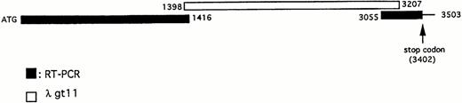 Fig. 1. Strategy used to clone human Jak2. A combination of library screening using the mouse Jak2 cDNA as a probe and RT-PCR was used to obtain the full-length cDNA of human Jak2. The screening yielded a series of overlapping fragments combining to form a 1.8-kb ORF (nucleotides 1398 to 3207). A RT-PCR with primers to the published murine sequence and to the 1.8-kb ORF obtained from the library screening was used to complete the cloning of the 5′ (nucleotides 1 to 1416) and 3′ (nucleotides 3055 to 3503) ends of the human Jak2. A stop codon was found in position 3402, as indicated by the arrow.