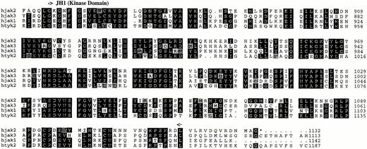 Fig. 2. Comparison of the predicted amino acid sequence of members of the human Jak family kinases. Alignment was performed with the PILEUP program (Genetics Computer Group, Madison, WI). Identical residues are shown on a black background, and related residues are shaded. Gaps were introduced for optimal alignment and are indicated by hyphens. Boundaries of the Jak homology (JH) domains are denoted by arrows.