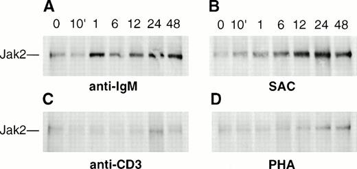 Fig. 7. Induction of Jak2 expression in activated peripheral blood B and T lymphocytes. Human B or T cells (2 × 107cells per lane) were incubated for the indicated times with (A) 20 μg/mL anti-IgM antibody, (B) 2 mg/mL SAC, (C) 20 μg/mL anti-CD3 antibody, or (D) 10 μg/mL PHA, respectively. Cell lysates were prepared, followed by immunoprecipitation with anti-human Jak2 and immunoblotting with anti-mouse Jak2 antibody (PharMingen).