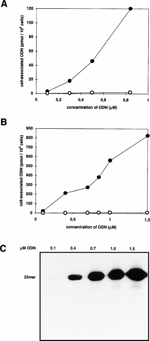 Fig. 1. Effect of cationic lipids on cell-associated ODN. Blood-derived mononuclear cells were incubated for 2 hours with increasing amounts of radiolabeled ODN in the absence (○) or presence (•) of DOTAP (A) or DOSPER (B). The amount of cell-associated ODN was measured by liquid scintillation counting of cellular extracts. (C) Analysis of extracts from cells incubated with ODN/DOSPER complexes by denaturing 12% polyacrylamide gel electrophoresis. Full-length 23-mer ODN are indicated.